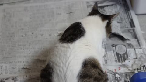 Cats play with newspapers