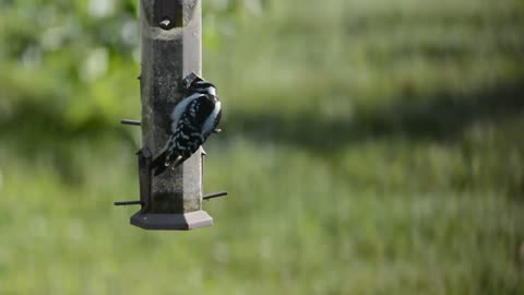 Downy Woodpecker