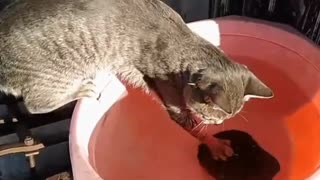 Cat, fish and turtle