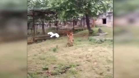 Brave crane fighting to save himself from hungry tiger inside captivity