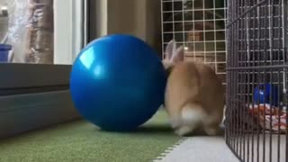 Rabbit plays Big Blue Reel At Home