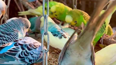 Budgies, lovebirds, cockatiels, chickens and pink cockatoo #nature #animals #bird #birds #pets #pet