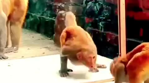 Monkey mirror prank