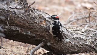 ‏carpenter Bird. Woodpecker, smart bird