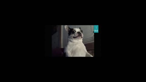 Quick Mix Video-Funny Doggo Compilation 9