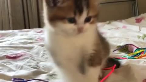 Cuttie Cat loves fingers!! SO ADORABLE!