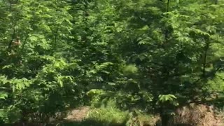 Dawn redwood trees at Highland Hill Farm near Philadelphia