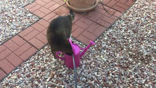 Rocky and the pink bucket