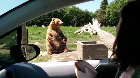 Bear Catches Food with One Hand