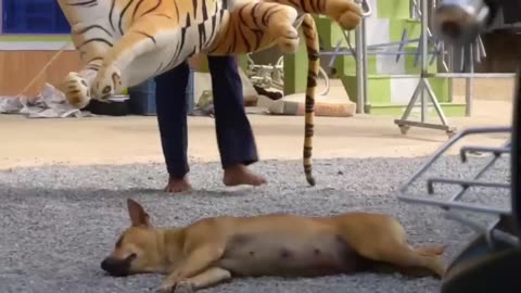 fake Lion and Fake Tiger Prank To dog