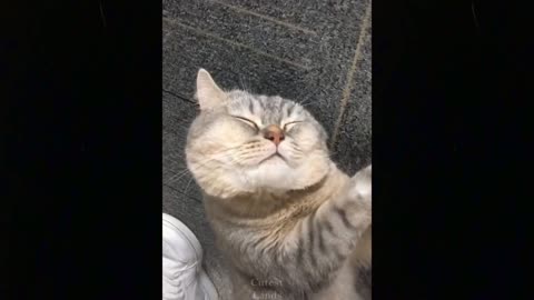 Lovely TikTok Pets to Cure All Your Sadness