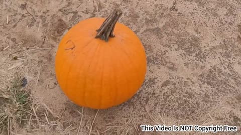 Pumpkin 🎃 Picking Activity At Pumpkins Farm USA - Halloween 2021