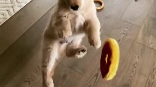 Clumsy puppy fails to catch toy in midair
