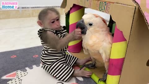 baby monkey animal bi bi Smart BiBi helps dad feed baby parrots