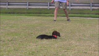 Dog Training! Step by Step! Easy and Fast!