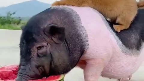 Piglet eating watermelon