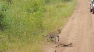 Hungry leopard hunting lizard but fail