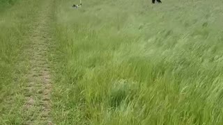 Dog bouncing through fields