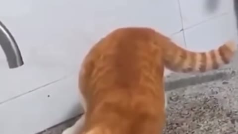 Funny Cats Compilations #1