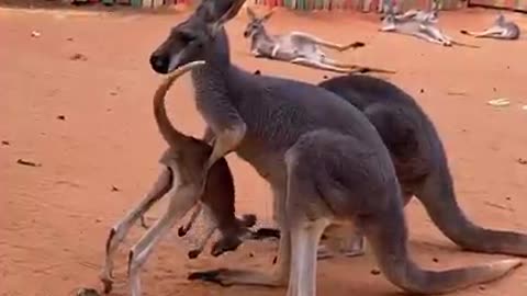 Kangaroo joeys don't get grounded, they get...de-grounded? 😂😂😂