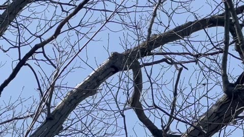 Spotted a Red Bellied woodpecker nest at James Gardens Toronto