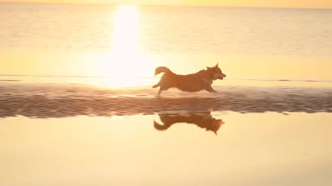 Dog catch toy on beach Spbi. Corgi run chase ball during game with owner