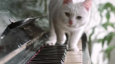 Does he want to play the piano too?