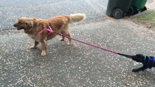 Puppy adorably determined to take big doggy for a walk