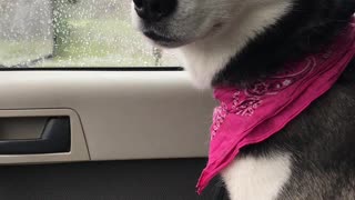 Confused husky gets mad at the snow
