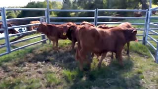 Droughtmaster Calf's being Weaned 26.5.21 at Camp 316