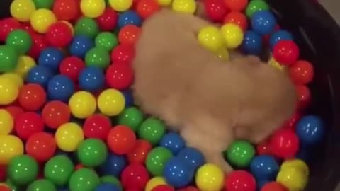 Paradise for puppy who likes to play with ball toys
