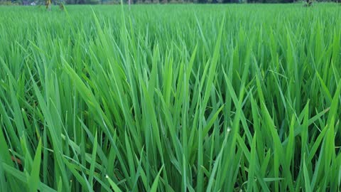 rice plants that are still young fertile and green