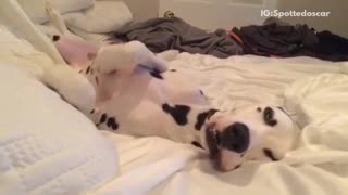 Dalmatian shaking in bed while asleep