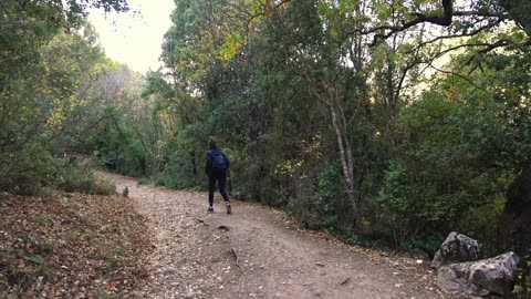 A walk in the forest