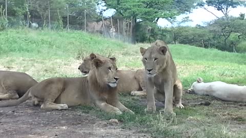 Watch this Lion trying to join the Ride....