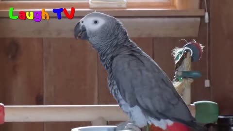 A collection of talking parrot videos