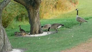 Group Of Ducks Picking Up Some Rice Under Tree