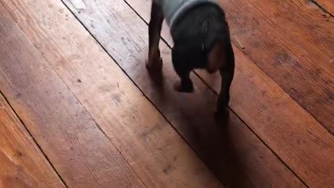 Puppy puts on clothes and thinks he can’t walk