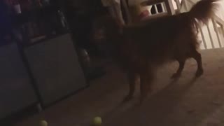 The Dog Who Couldn’t Catch. Ever.
