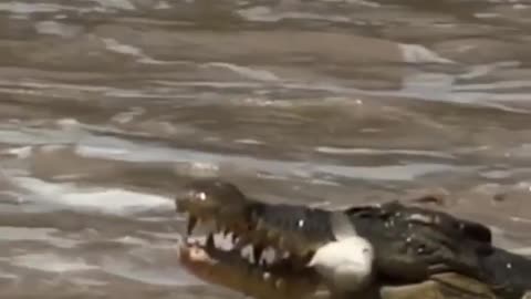 Crocodile Eating Fish