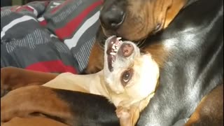 Chihuahua is Not a Fan of Rottweiler Cuddles