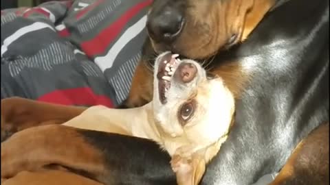 Chihuahua is Not a Fan of Rottweiler Cuddles