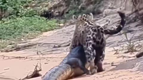 Wildlife tiger and crocodile