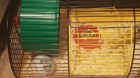 Hamster in a cage