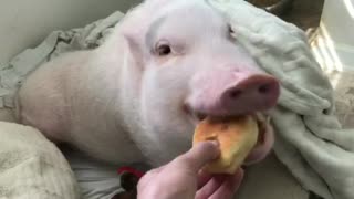 Mini Pig Finally Wakes Up For His Biscuit