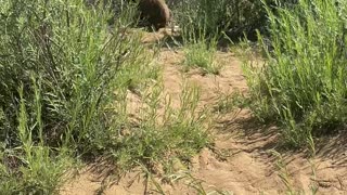 Momma Bear and Her Cubs Visit a Busy Beach