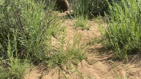 Momma Bear and Her Cubs Visit a Busy Beach