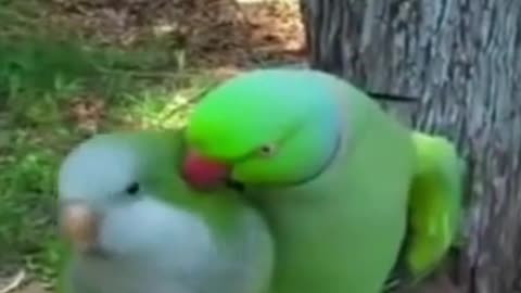 Love between birds Parrot kisses his lover