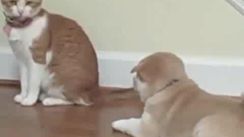 Cat and puppy friendship
