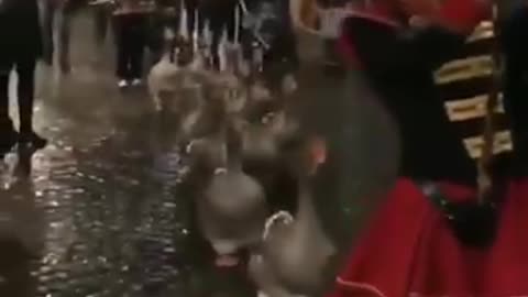 This Is the First Time I've ever Seen a Goose Parade, And it's the Cutest Thing Ever!!